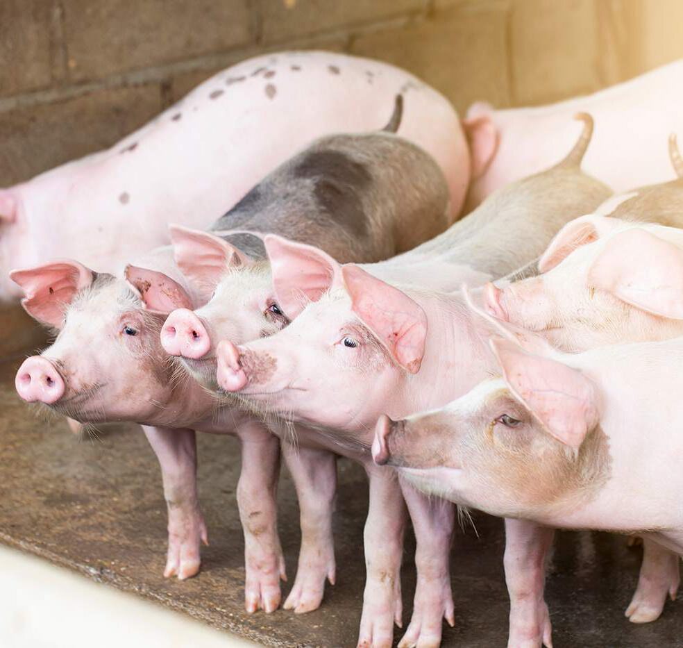 intestinal health lowers antibiotic use