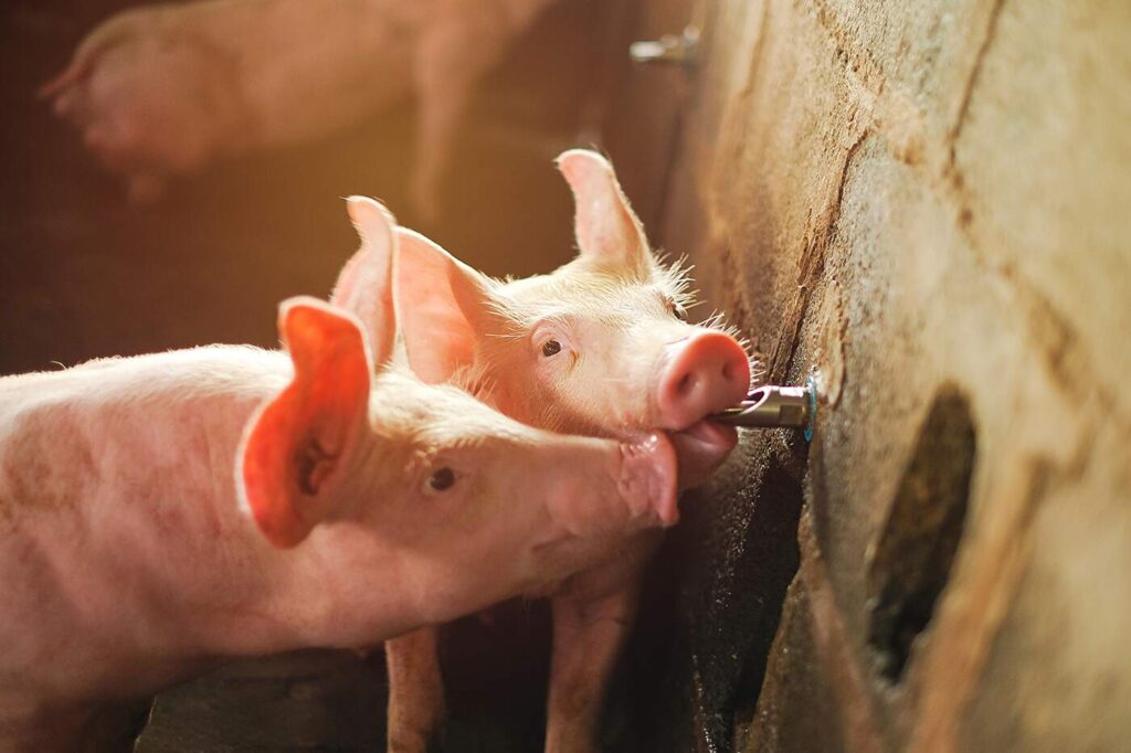 drinking water quality pigs, kanters