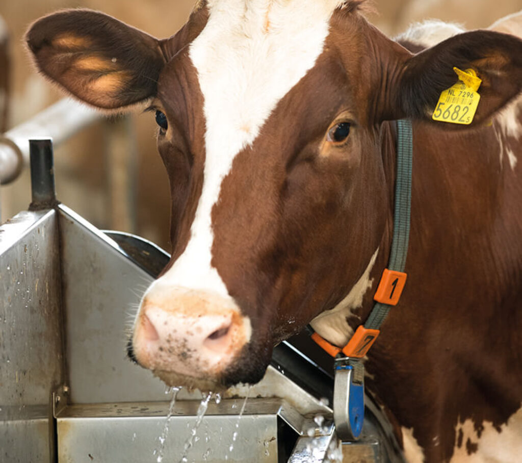 water cattle