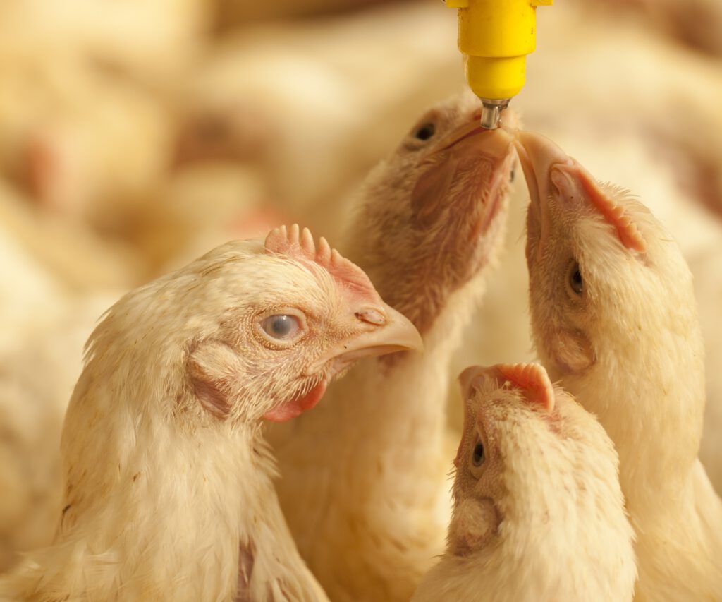 Broiler chickens drinking water