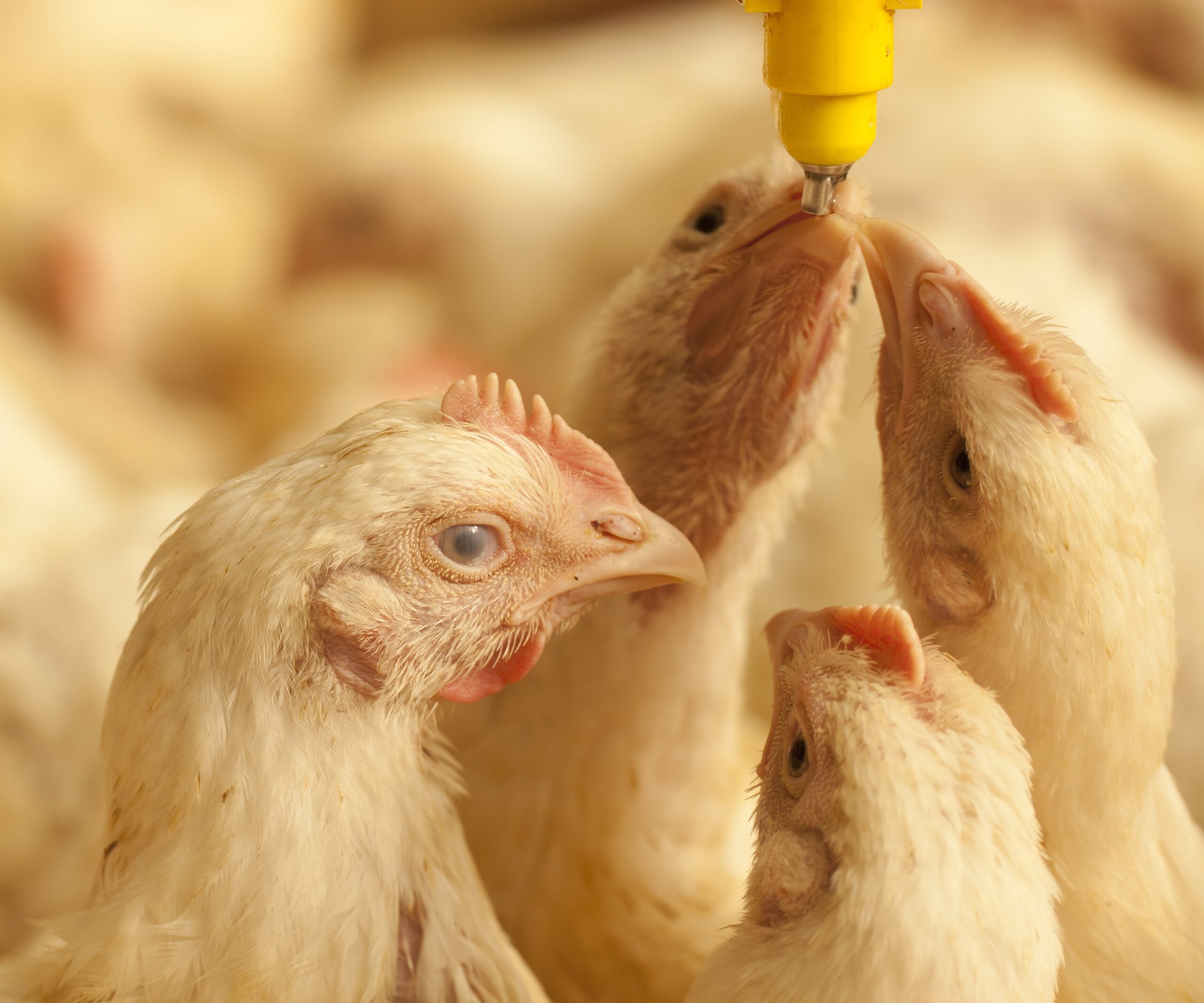 Broiler chickens drinking water