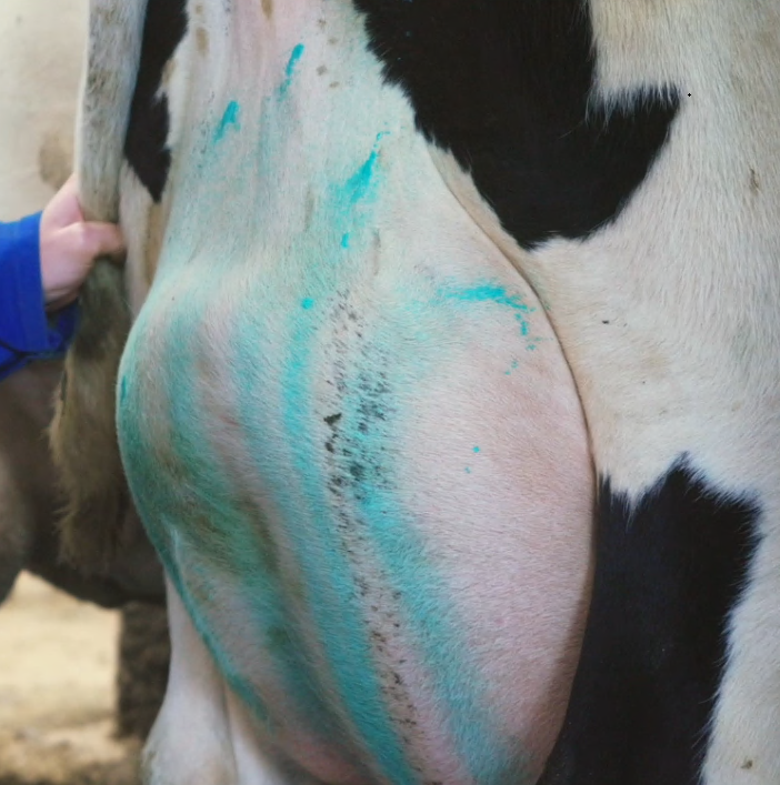 Exolium Udder Spray for healthier udders and a higher milk production in dairy cows