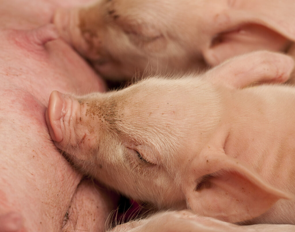 Healthy udders are important for strong piglets