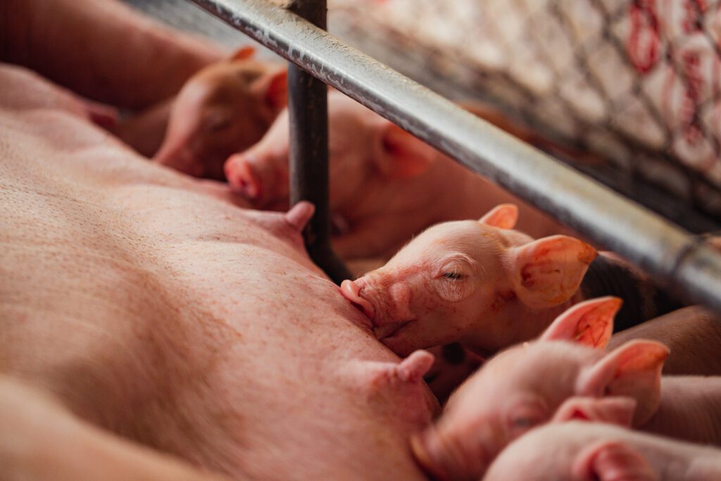 Healthy udders give more milk and results in bigger piglets