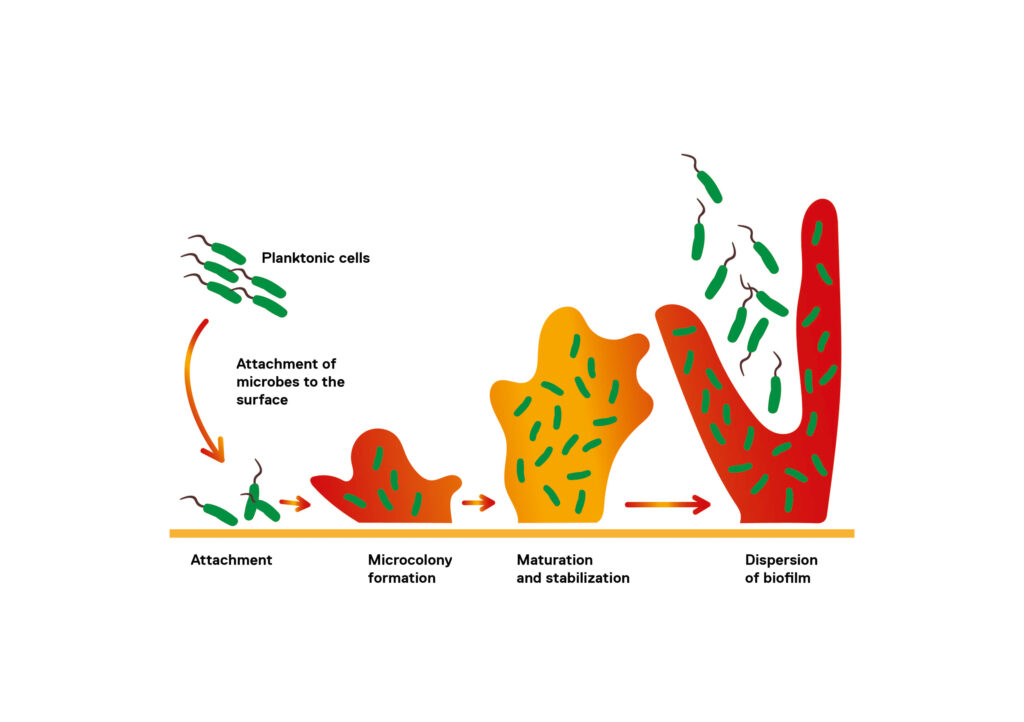 microbiological water quality affects animal health