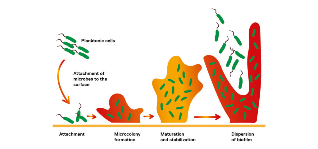 microbiological water quality affects animal health