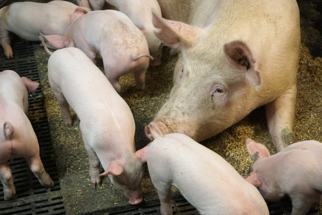 Nutriforte Pigs nutritionally supports gilts and sows