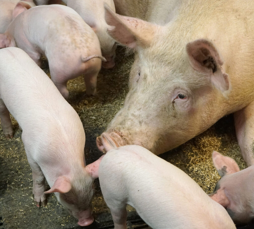 Nutriforte Pigs nutritionally supports gilts and sows