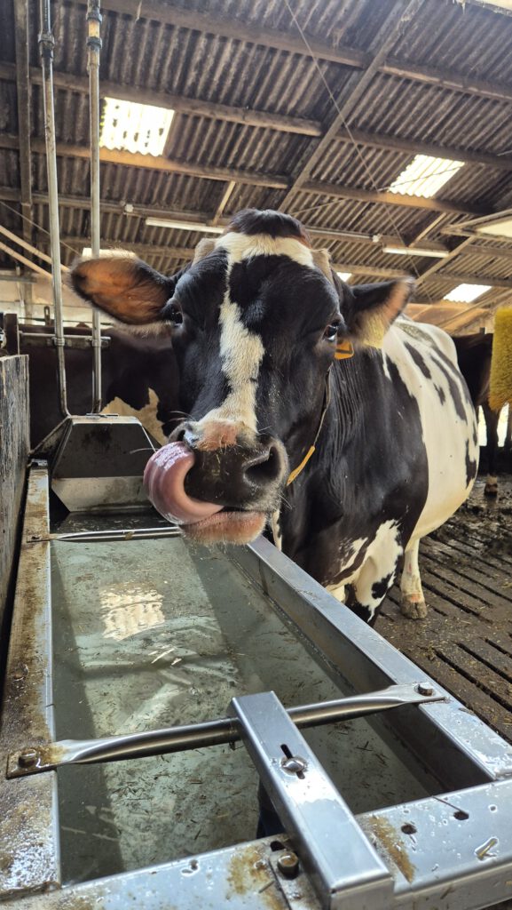 Dairy cow drinking clean quality water better performance