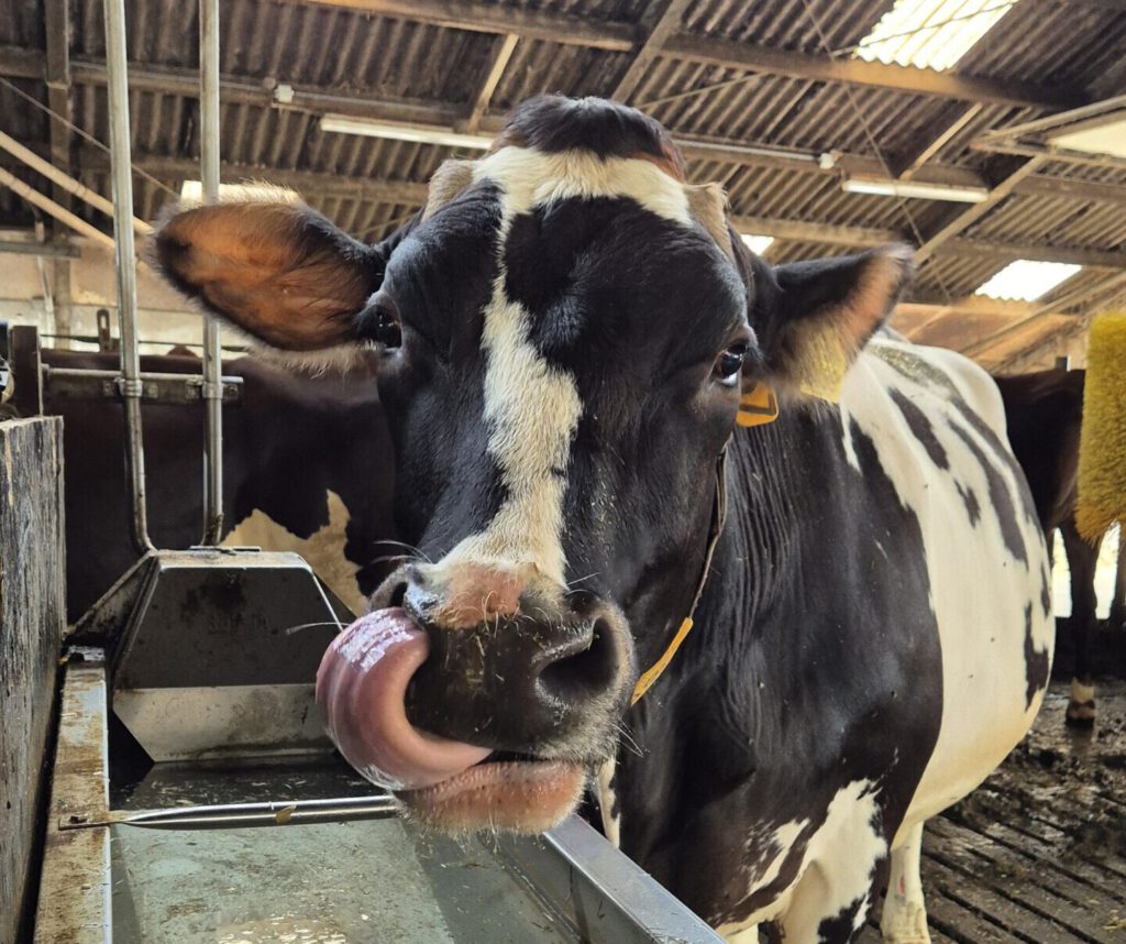 Dairy cow drinking clean quality water better performance