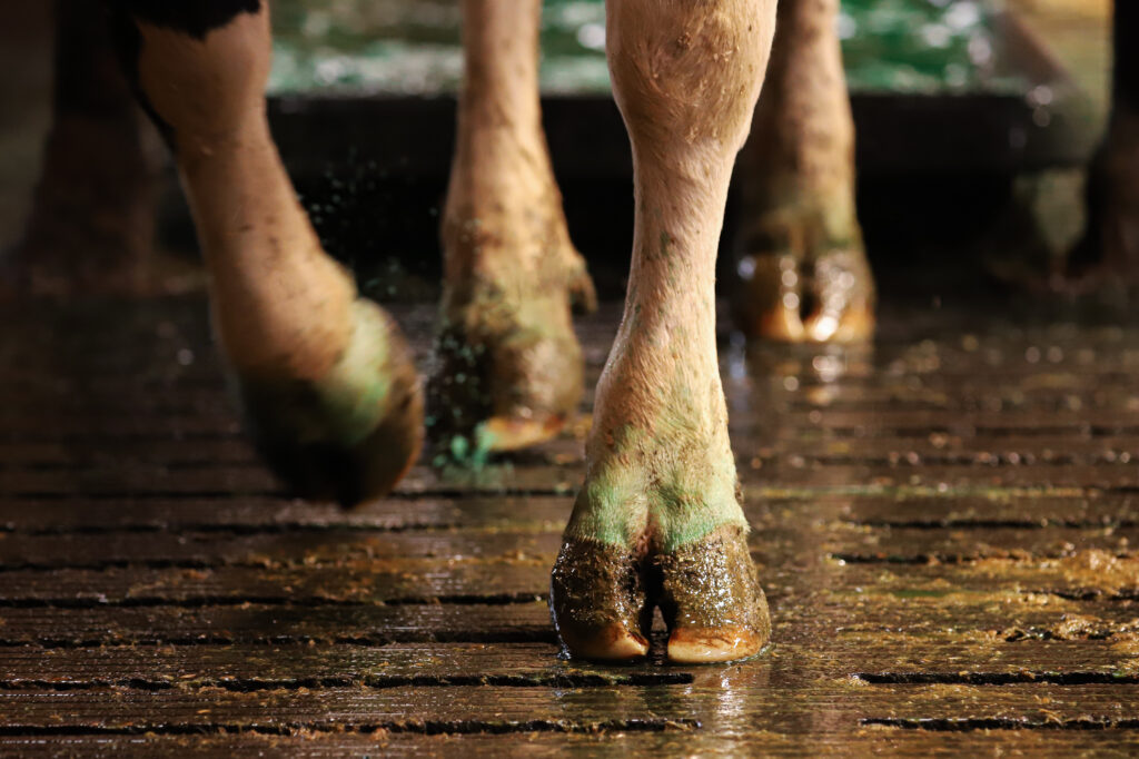 Exolium Hoofmix Green voor gezonde klauwen